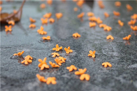 深圳自考农业经济与管理知识点总结三(图1)